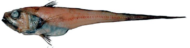 Coryphaenoides rupestris _007